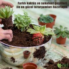 TERARYUM KİTİ - Teraryum malzemeleri ve Fanus için Mıcır , Toprak